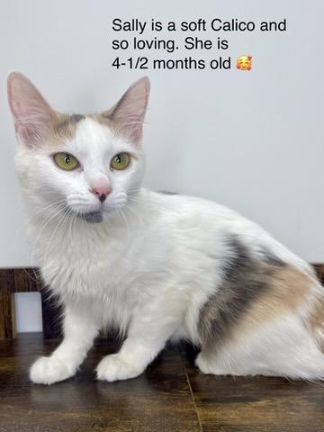 Enlarge Sally, a Adoptable Domestic Long Hair in chino, CA image 2/4