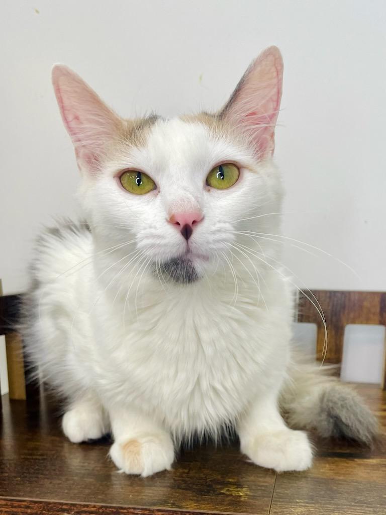 Enlarge Sally, a Adoptable Domestic Long Hair in chino, CA image 3/4