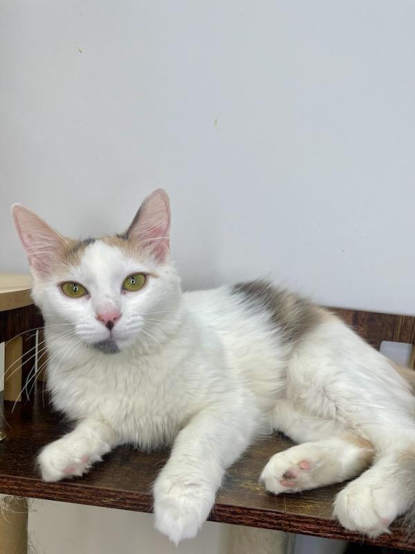 Enlarge Sally, a Adoptable Domestic Long Hair in chino, CA image 4/4