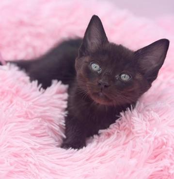 Snorlax, Adoptable, Kitten Male Domestic Short Hair.