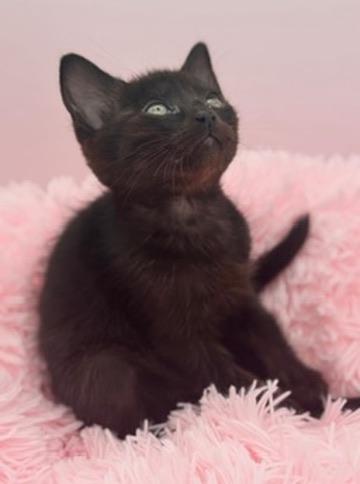 Snorlax, a Adoptable Domestic Short Hair in Covington, LA image 4/6