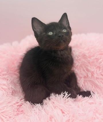 Snorlax, a Adoptable Domestic Short Hair in Covington, LA image 3/6