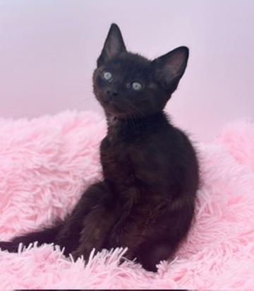 Snorlax, a Adoptable Domestic Short Hair in Covington, LA image 6/6