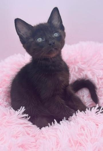 Snorlax, a Adoptable Domestic Short Hair in Covington, LA image 5/6