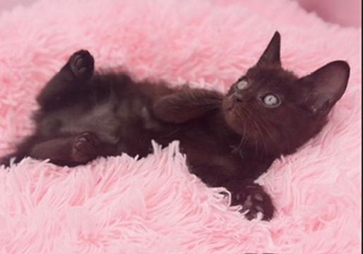 Snorlax, a Adoptable Domestic Short Hair in Covington, LA image 2/6