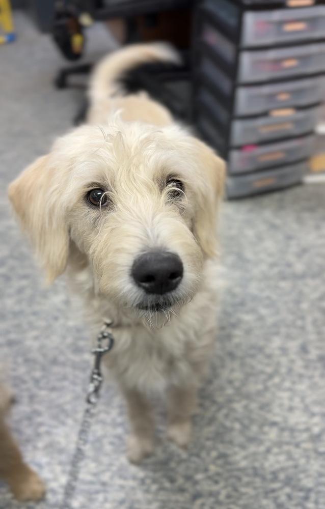 Enlarge Sophie, a Adoptable mixed breed in Bemidji, MN image 1/1