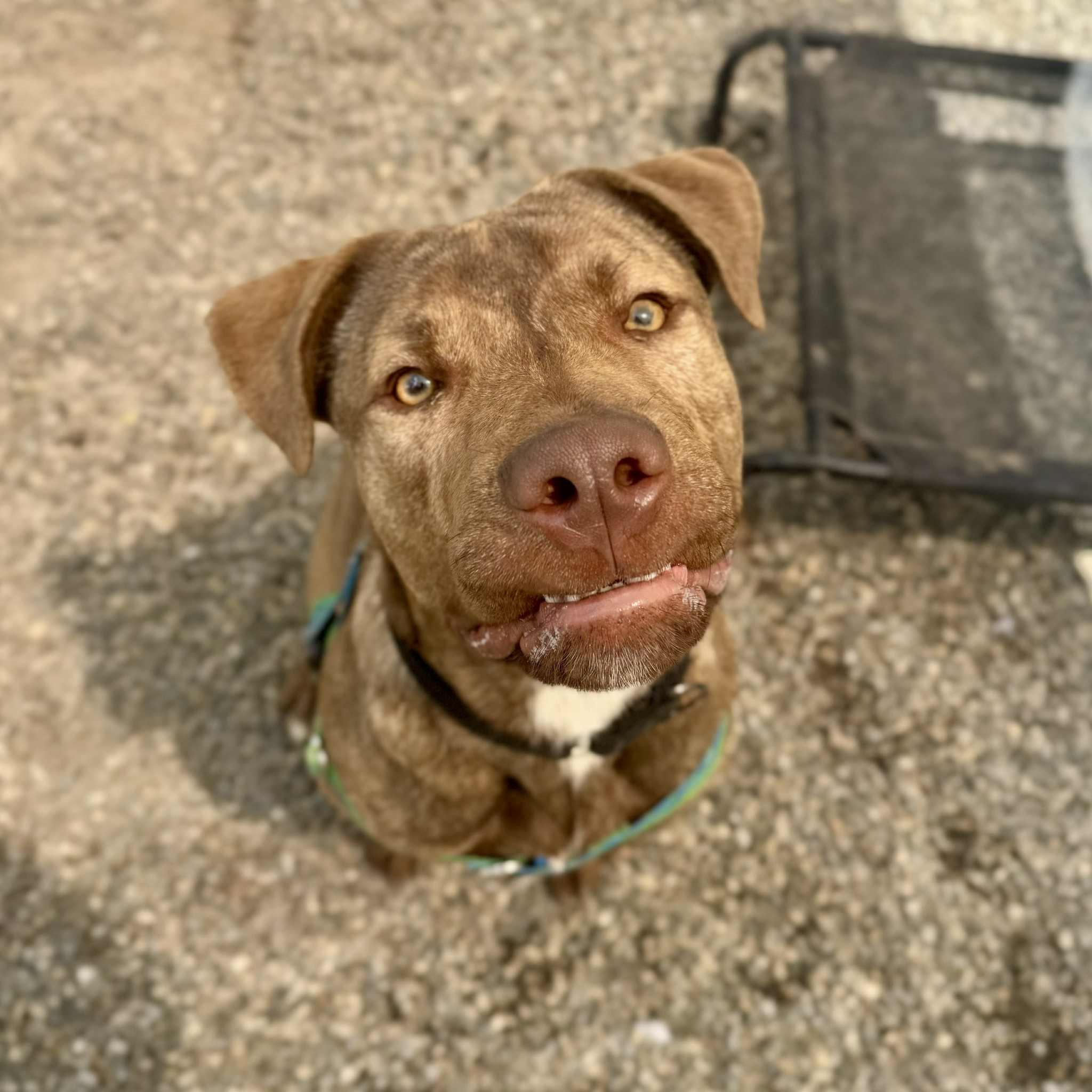 Bruce, Adoptable, Young Male Mixed Breed.