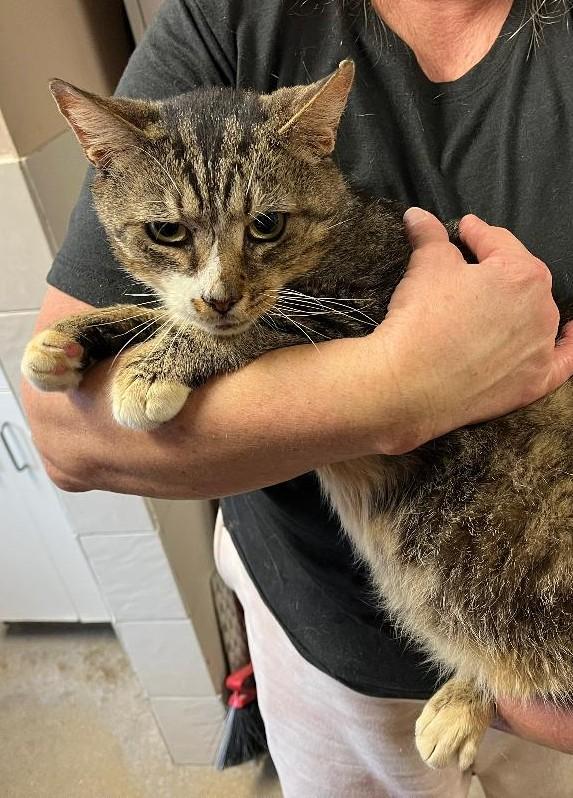 Nimbus, Adoptable, Adult Male Domestic Short Hair.