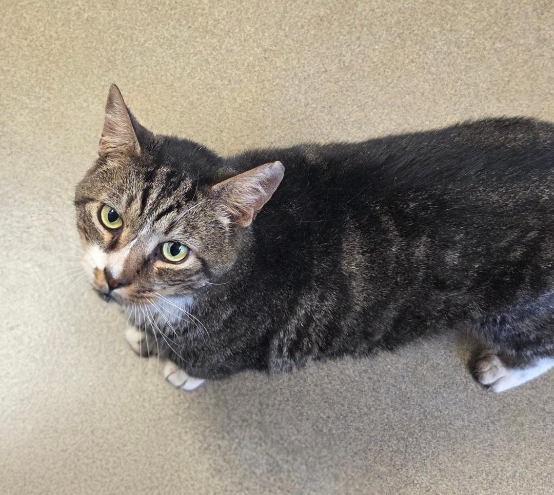 Enlarge Nimbus, an adoptable Domestic Short Hair in Sayreville, NJ image 1/3