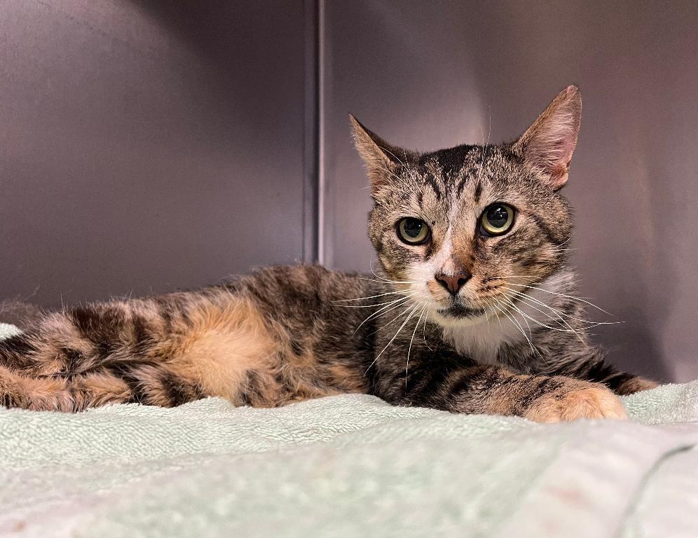 Enlarge Nimbus, a Adoptable Domestic Short Hair in Sayreville, NJ image 2/2