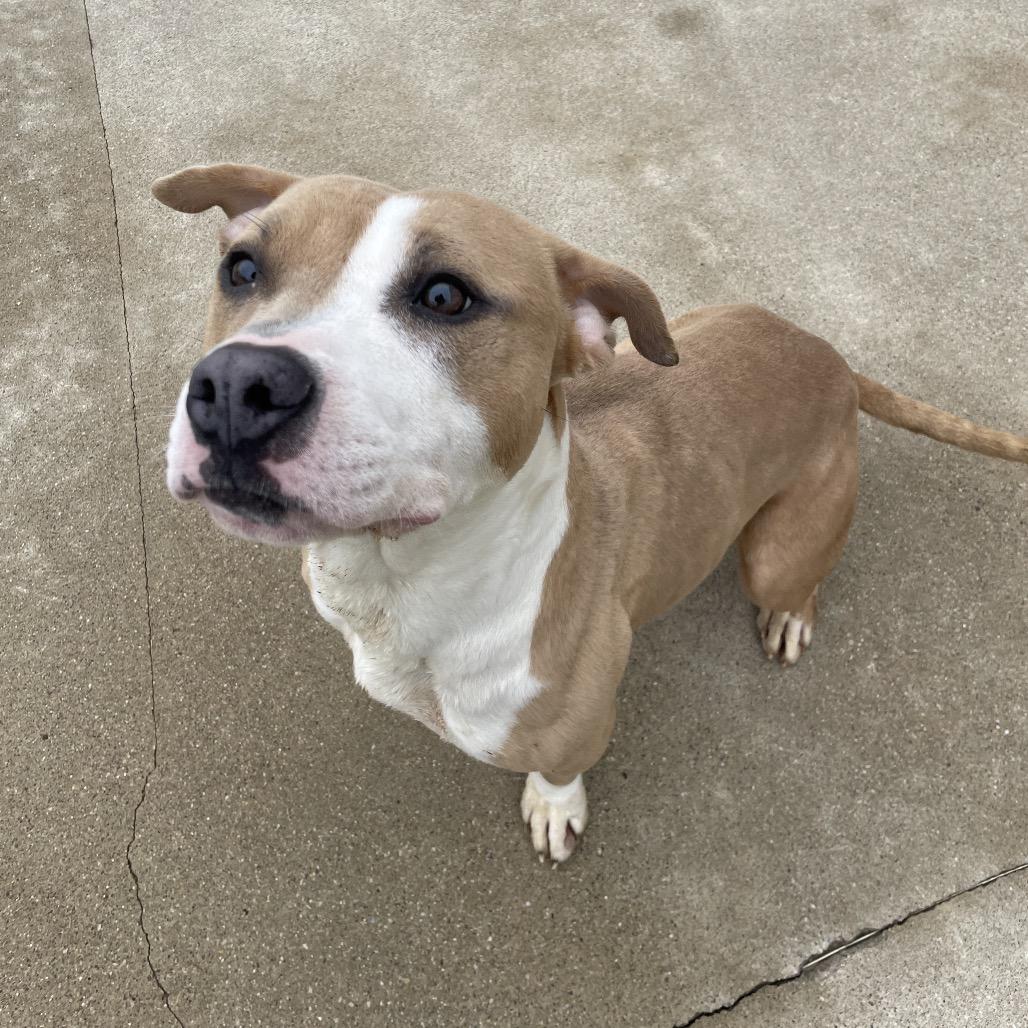 Lucy, Adoptable, Young Female Mixed Breed.
