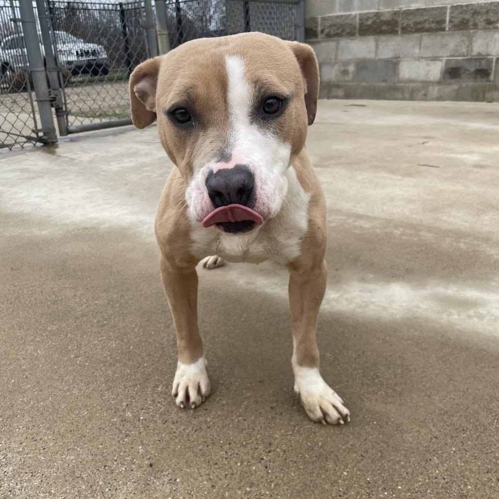 Lucy, a Adoptable Mixed Breed in South Haven, MI image 2/6