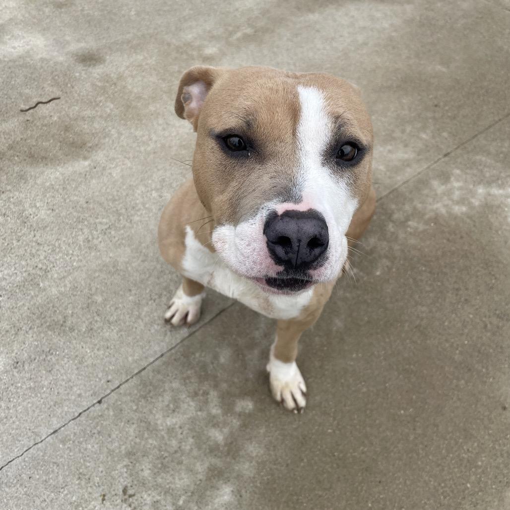 Lucy, a Adoptable Mixed Breed in South Haven, MI image 3/6
