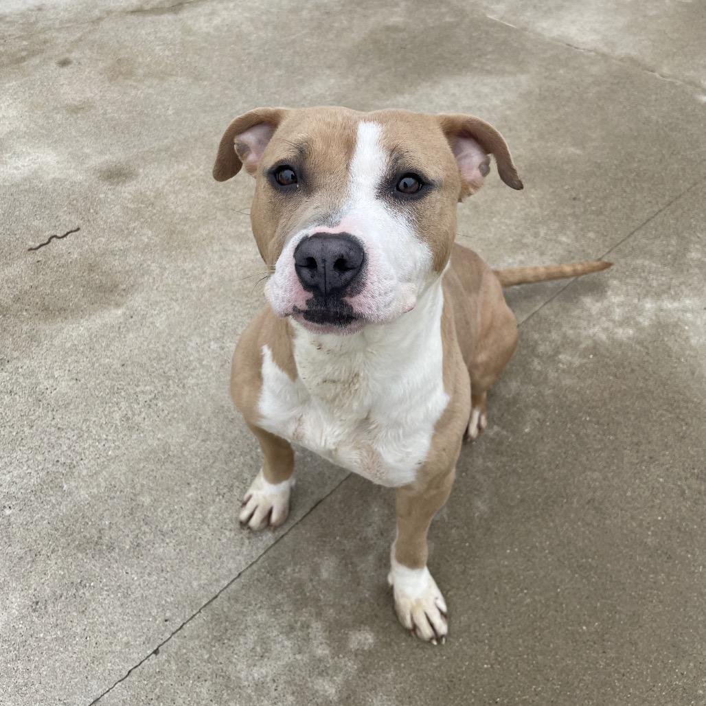 Lucy, a Adoptable Mixed Breed in South Haven, MI image 4/6