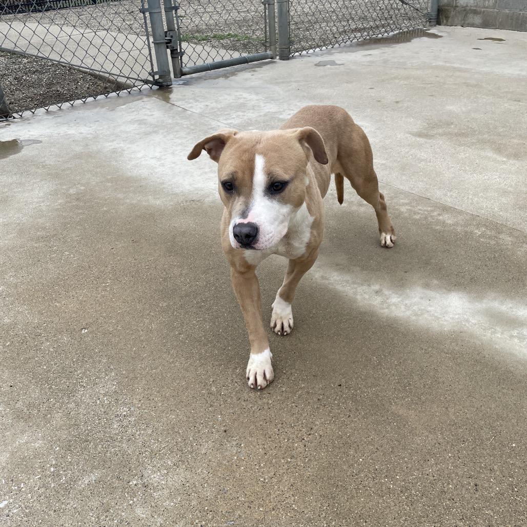 Lucy, a Adoptable Mixed Breed in South Haven, MI image 5/6