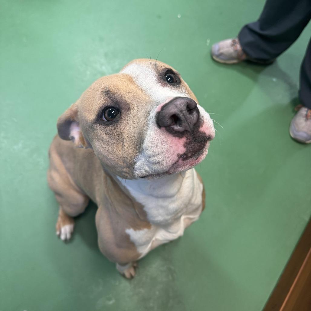 Lucy, a Adoptable Mixed Breed in South Haven, MI image 6/6