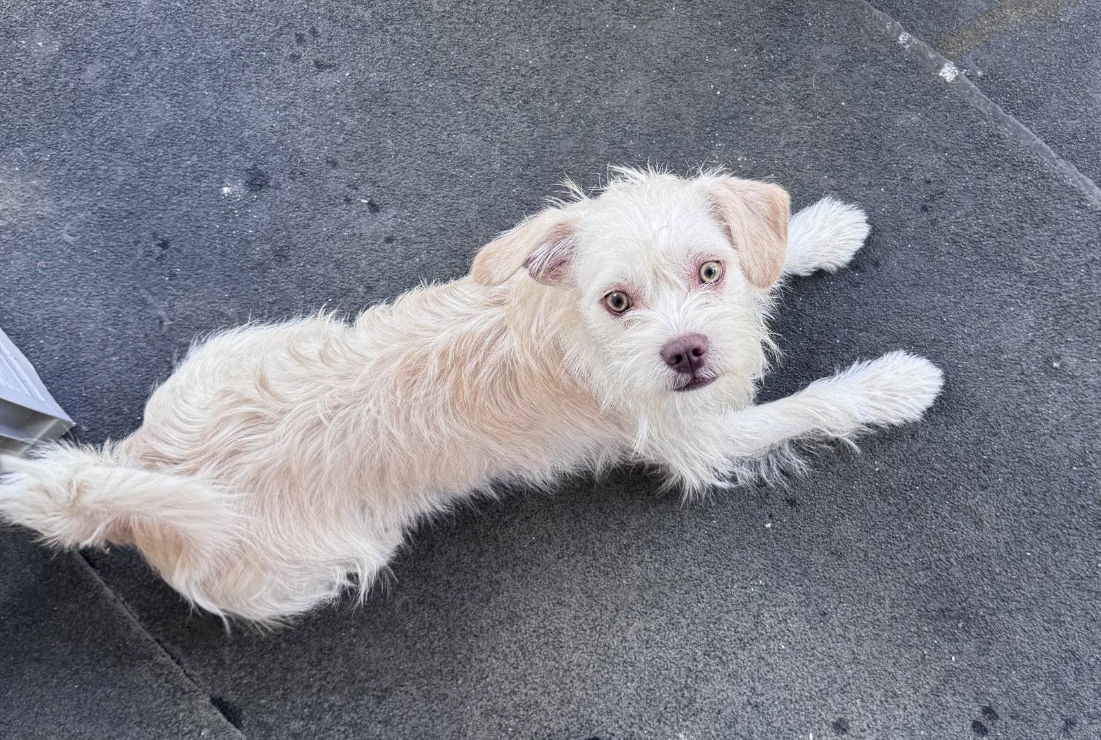 Theo, Adopted, Young Male Terrier & Schnauzer.