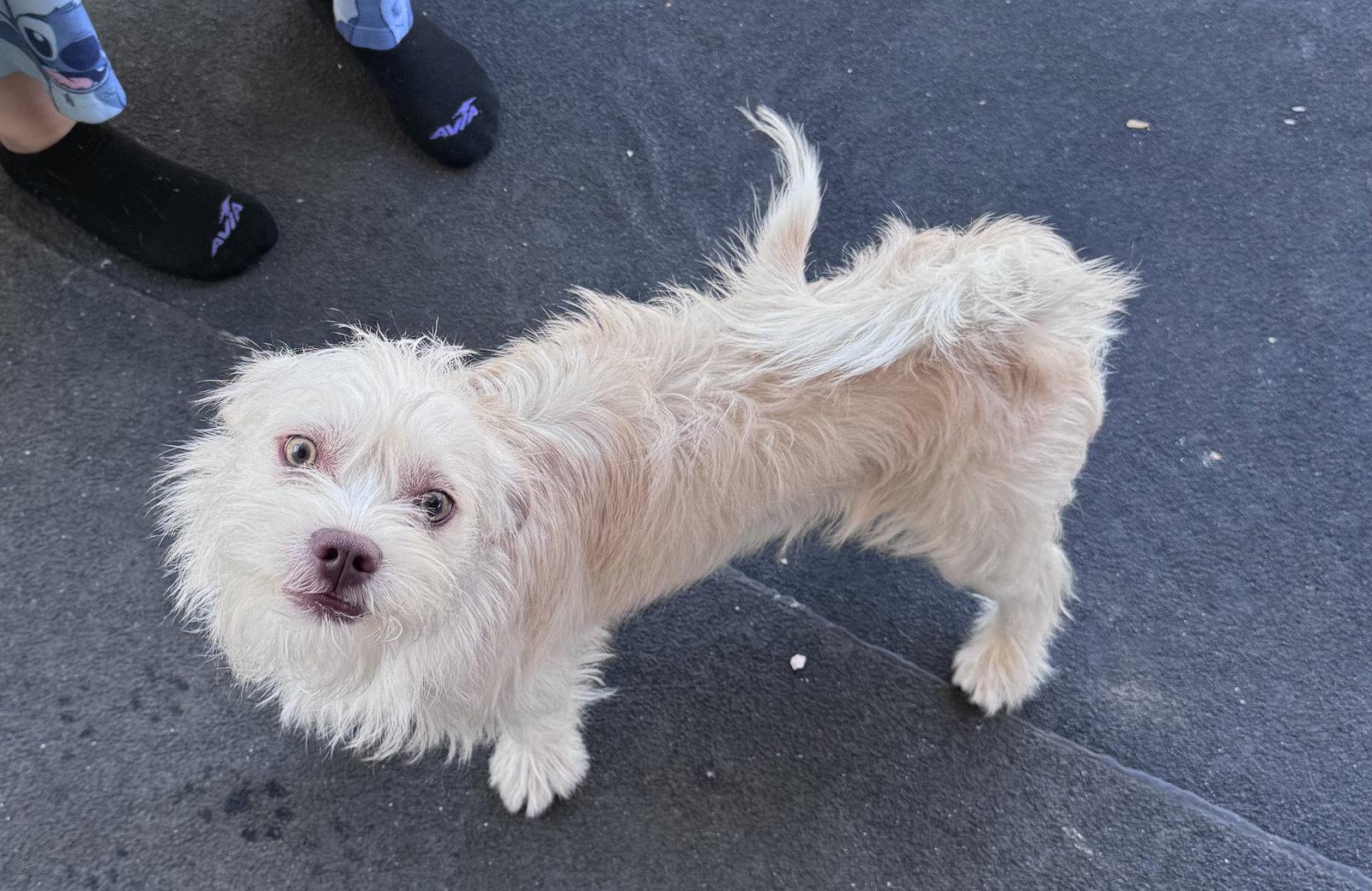 Theo, a Adopted mixed breed in Lockport, NY image 2/3