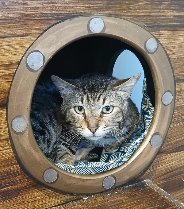 Raphael, Adoptable, Adult Male Domestic Short Hair.