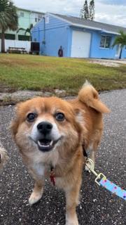 Dixie / Largo, a Adoptable mixed breed in Redington Beach, FL image 4/6