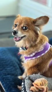Dixie / Largo, a Adoptable mixed breed in Redington Beach, FL image 3/6