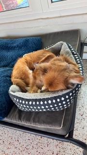 Dixie / Largo, a Adoptable mixed breed in Redington Beach, FL image 5/6