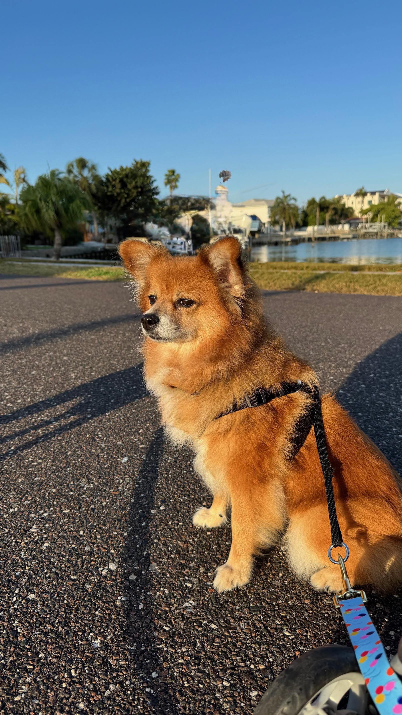 Dixie / Largo, a Adoptable mixed breed in Redington Beach, FL image 2/6