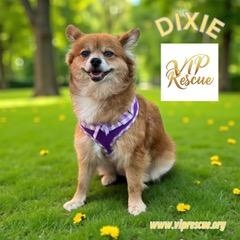 Dixie / Largo, a Adoptable mixed breed in Redington Beach, FL image 1/6