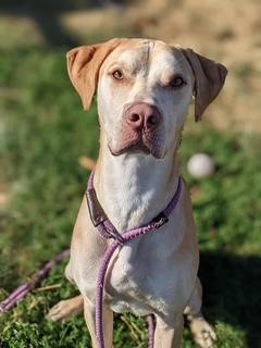 Gus, adoptable, Young Male Catahoula Leopard Dog & Siberian Husky.