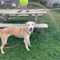 Enlarge Gus, an adoptable mixed breed in North Canton, OH image 2/3
