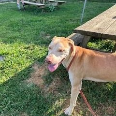 Enlarge Gus, an adoptable mixed breed in North Canton, OH image 3/3