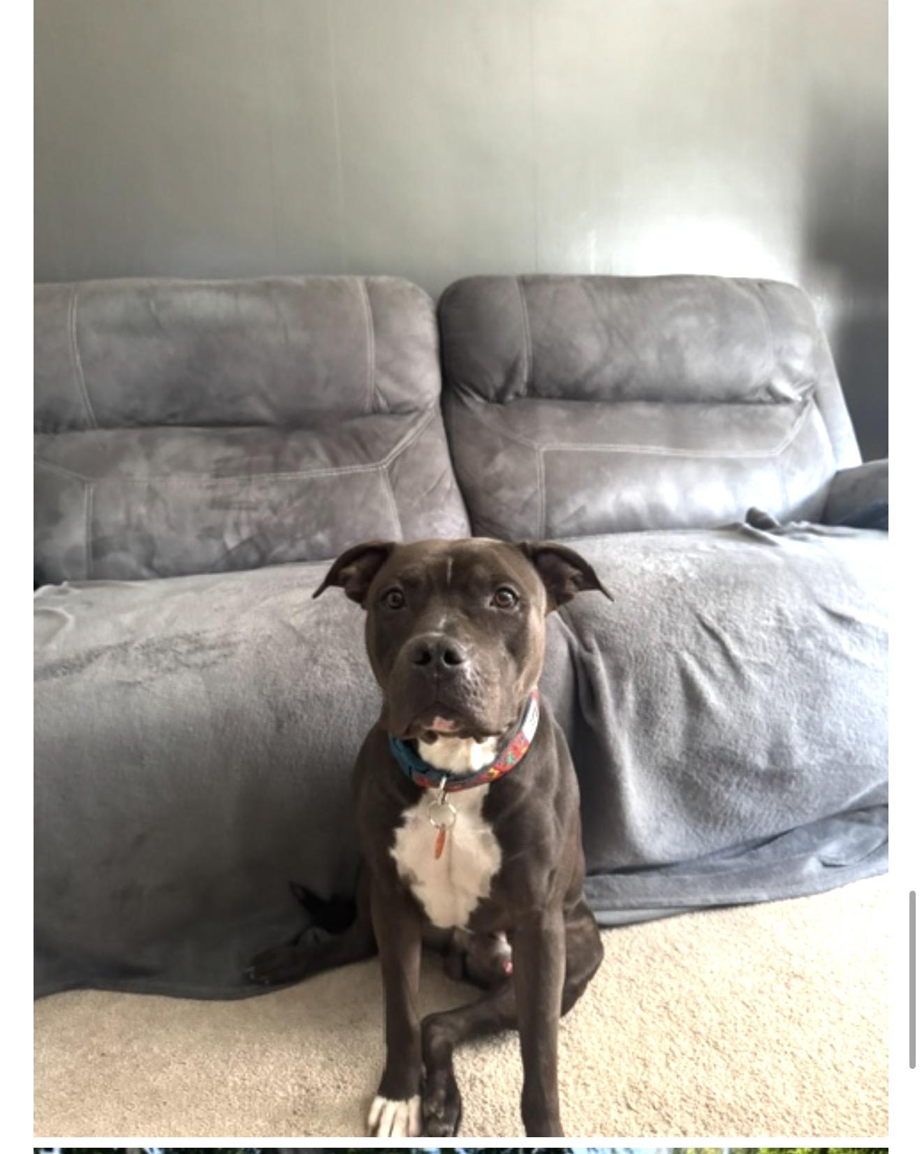 Enlarge Broo, a Adoptable mixed breed in Oswego, IL image 6/6