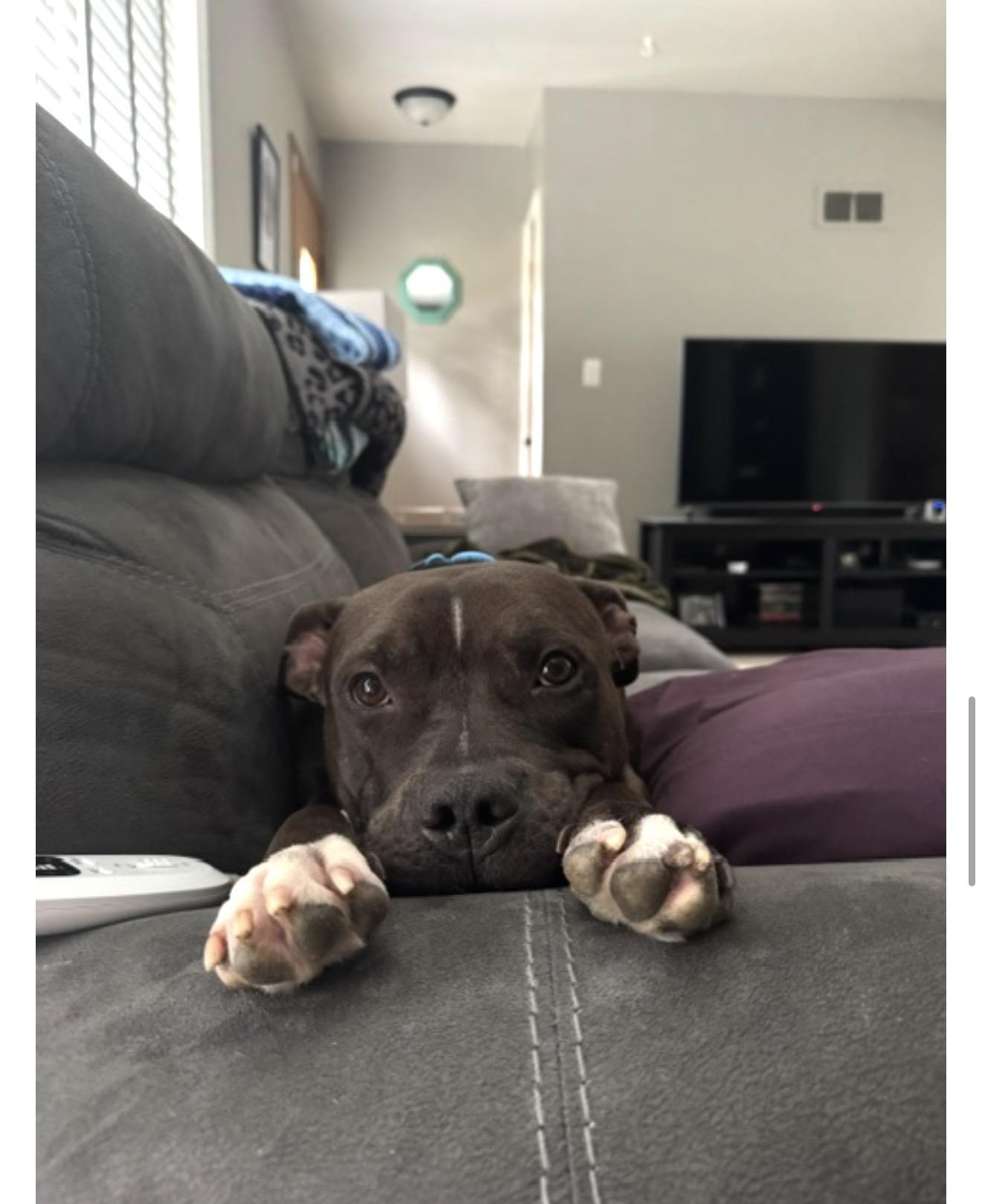 Enlarge Broo, a Adoptable mixed breed in Oswego, IL image 5/6