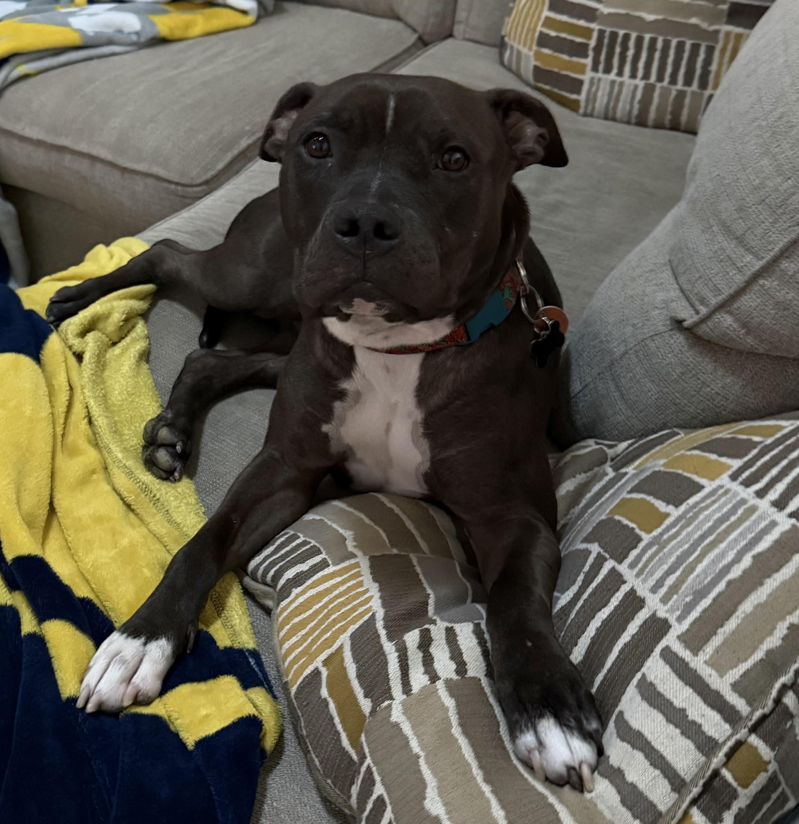 Enlarge Broo, a Adoptable mixed breed in Oswego, IL image 1/6