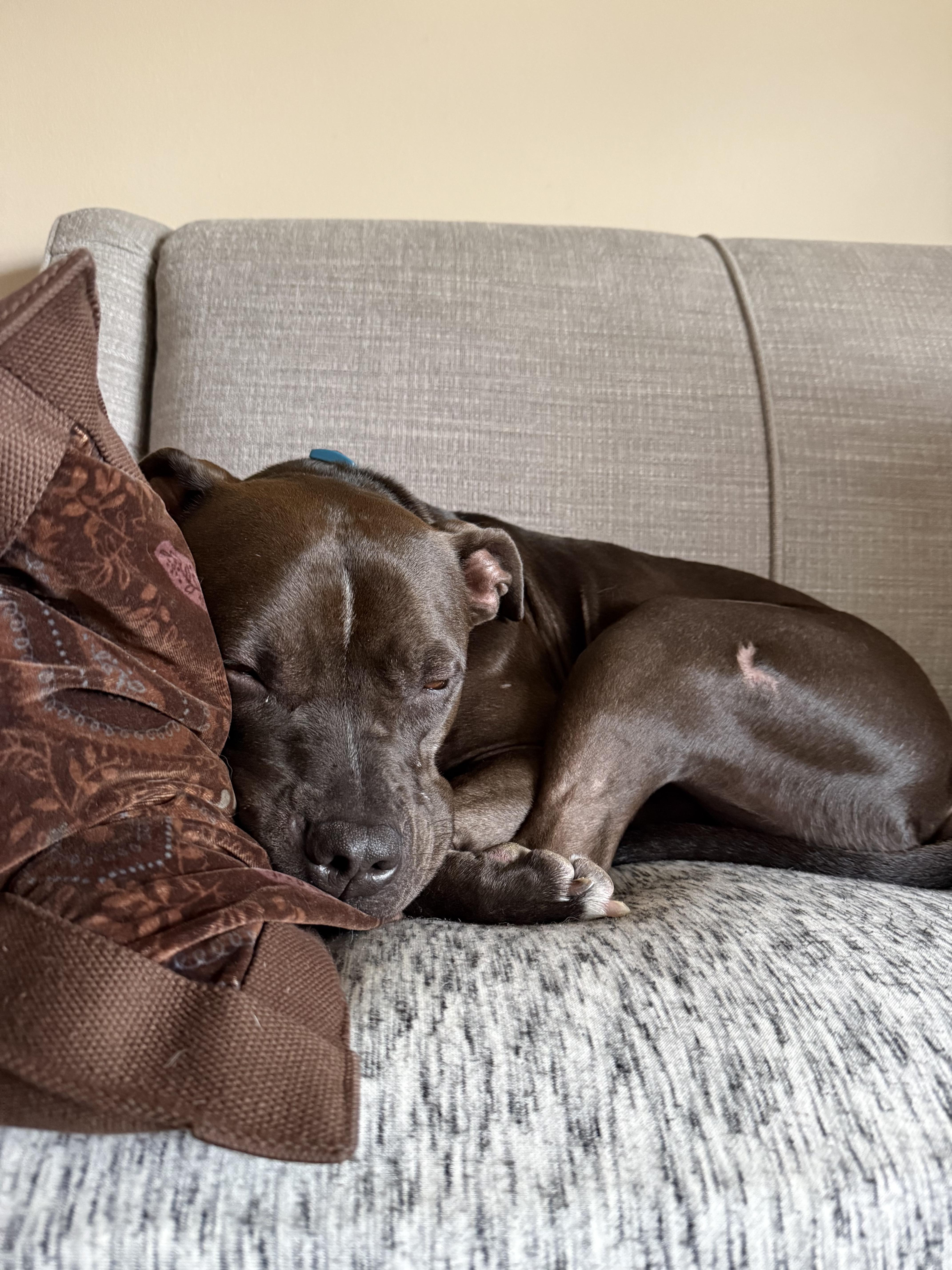 Enlarge Broo, a Adoptable mixed breed in Oswego, IL image 2/6
