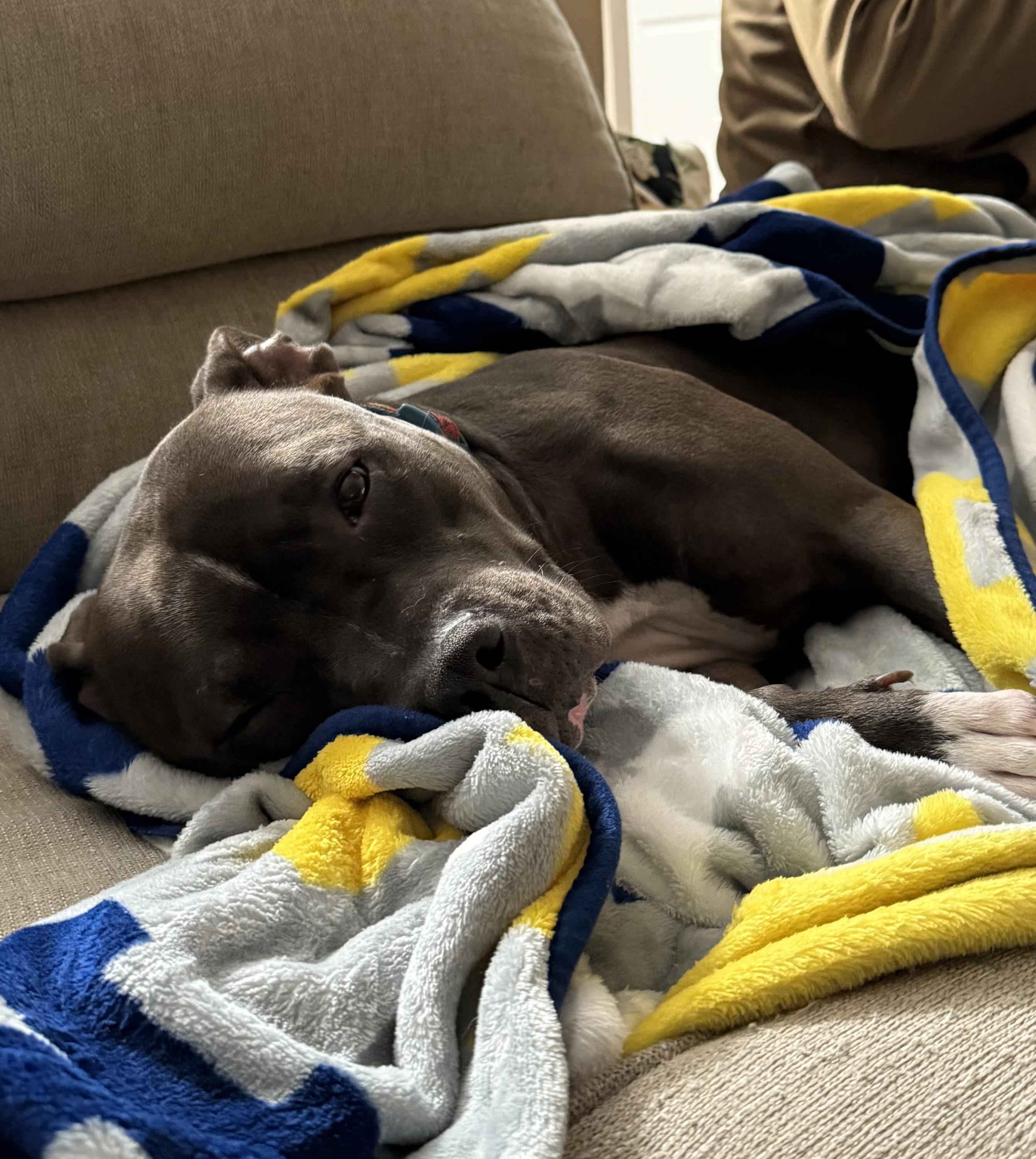 Enlarge Broo, a Adoptable mixed breed in Oswego, IL image 4/6