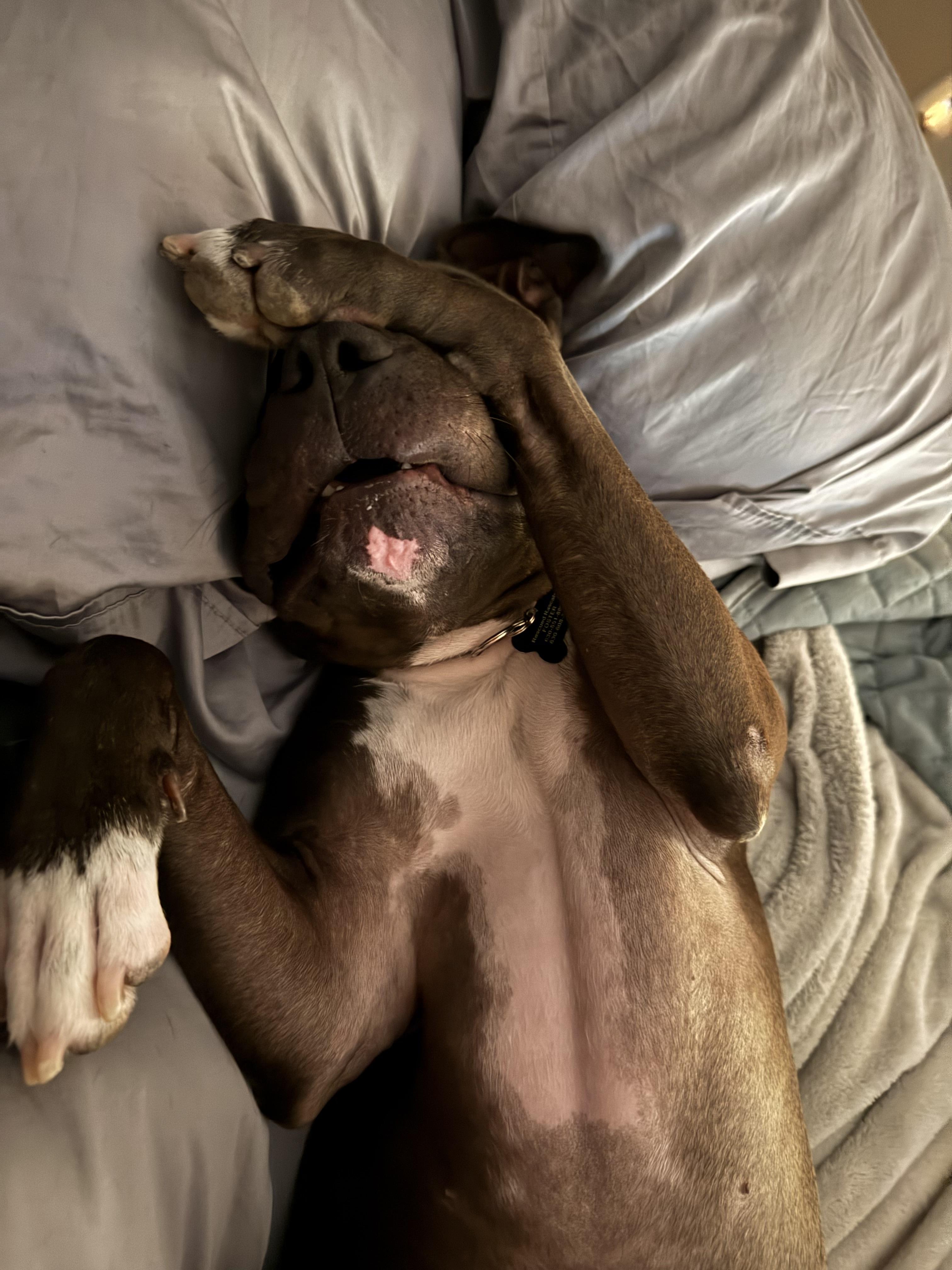 Enlarge Broo, a Adoptable mixed breed in Oswego, IL image 3/6