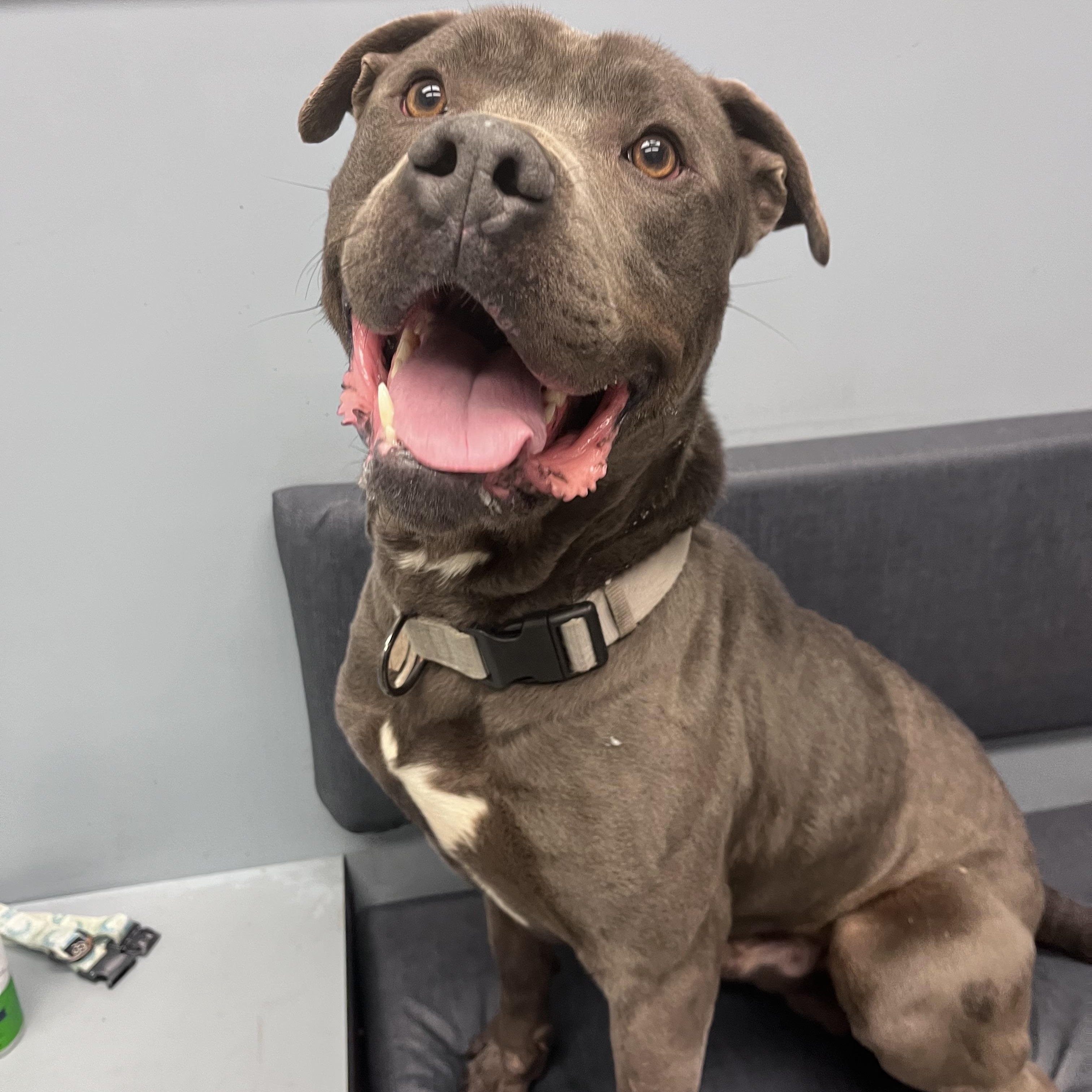 Enlarge Zeus , a ADOPTABLE mixed breed in Buffalo, NY image 5/5