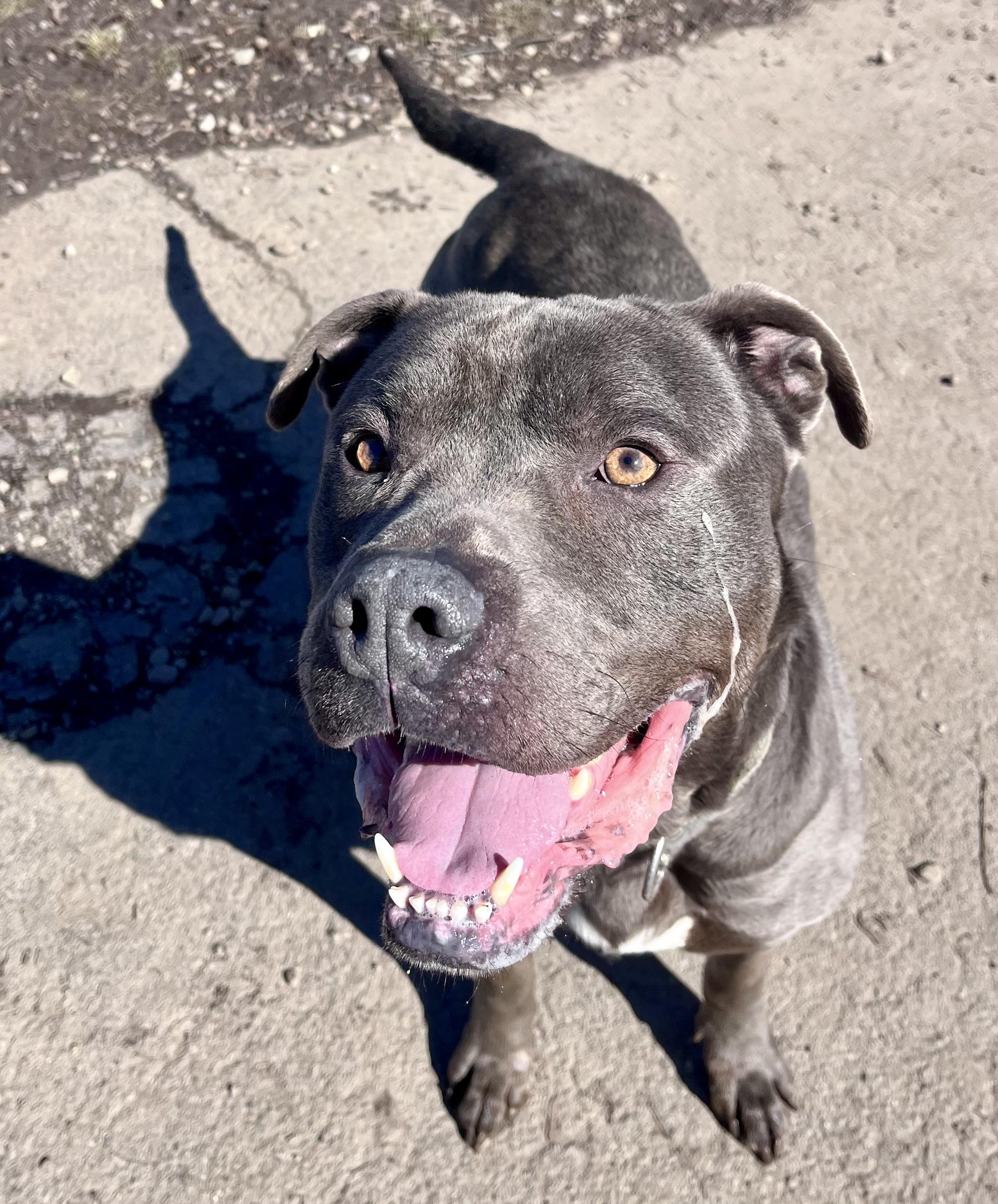 Enlarge Zeus , a ADOPTABLE mixed breed in Buffalo, NY image 3/5