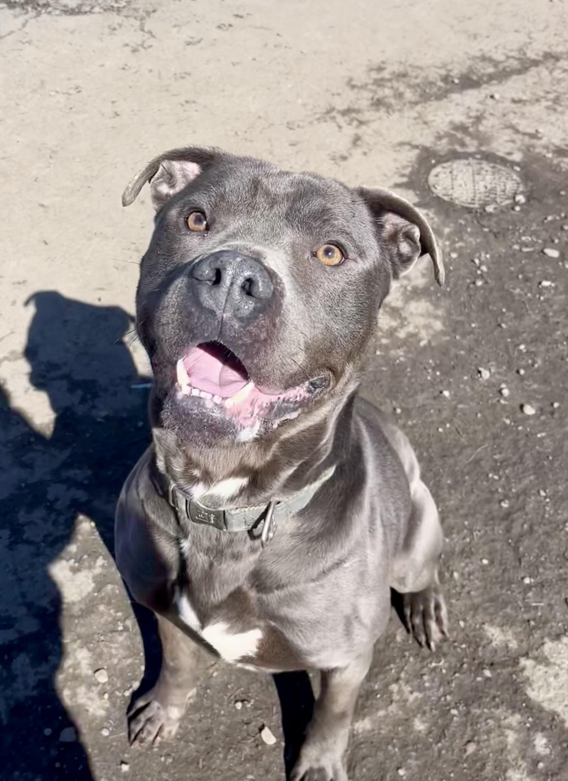 Enlarge Zeus , a ADOPTABLE mixed breed in Buffalo, NY image 2/5