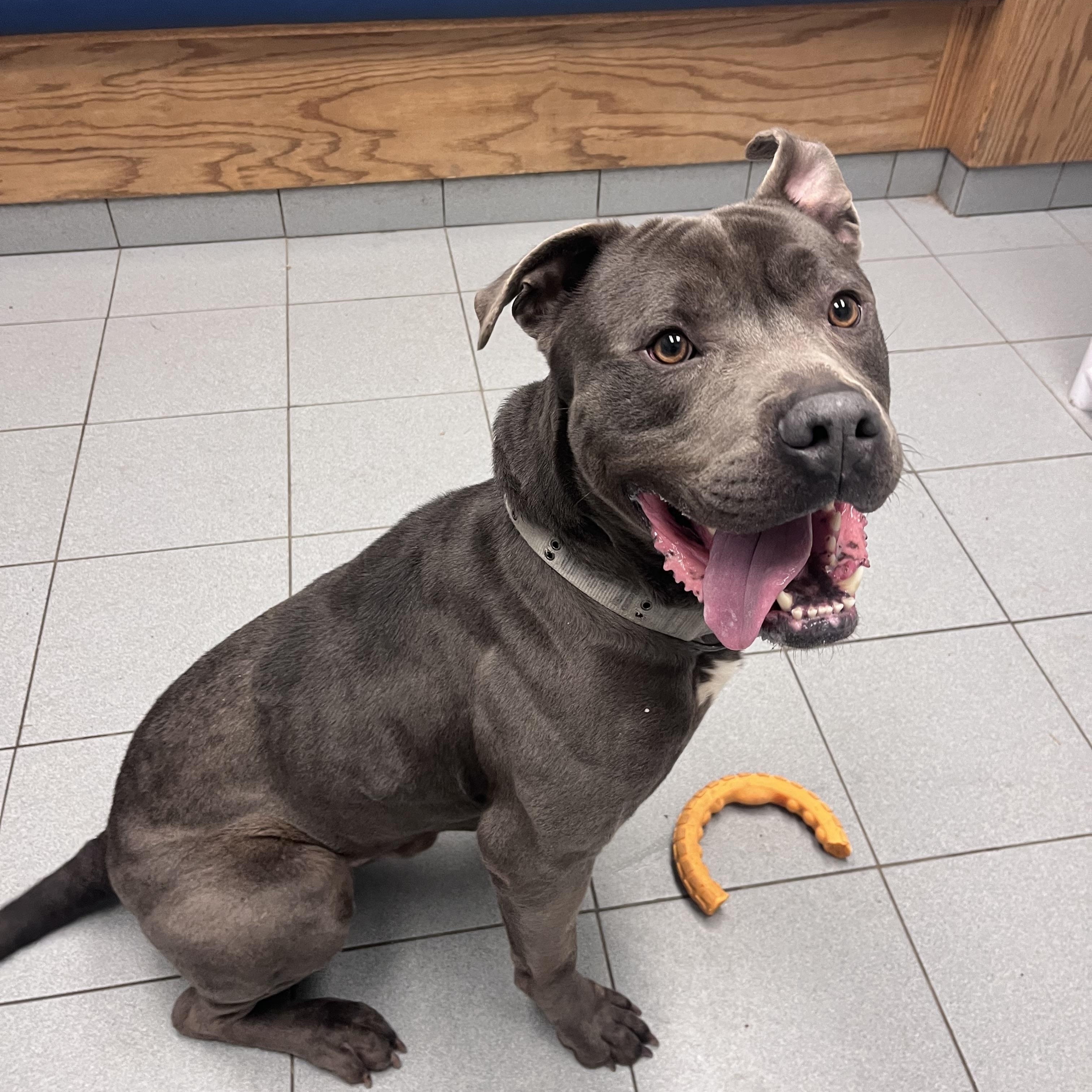 Enlarge Zeus , a ADOPTABLE mixed breed in Buffalo, NY image 1/5