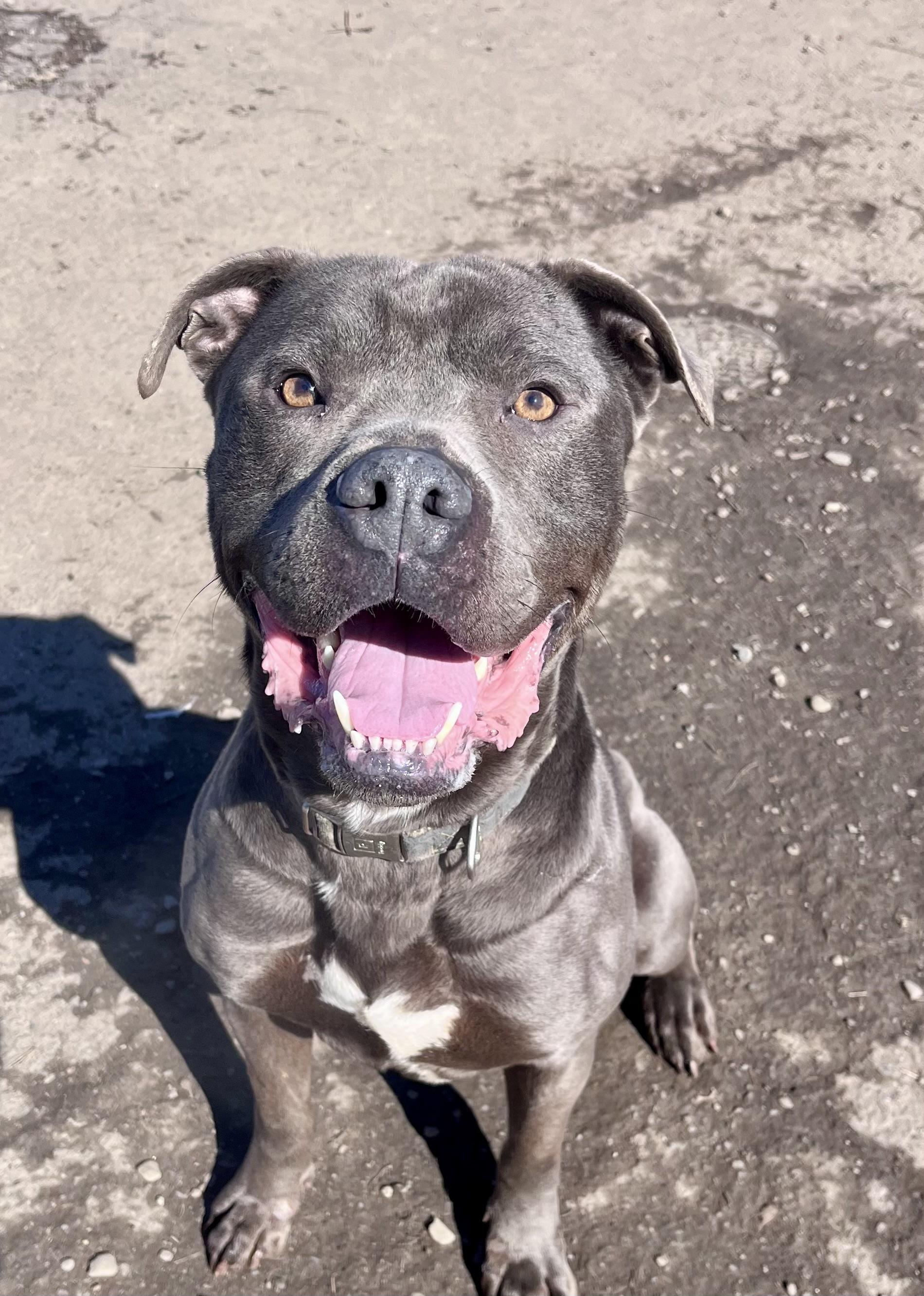 Enlarge Zeus , a ADOPTABLE mixed breed in Buffalo, NY image 4/5