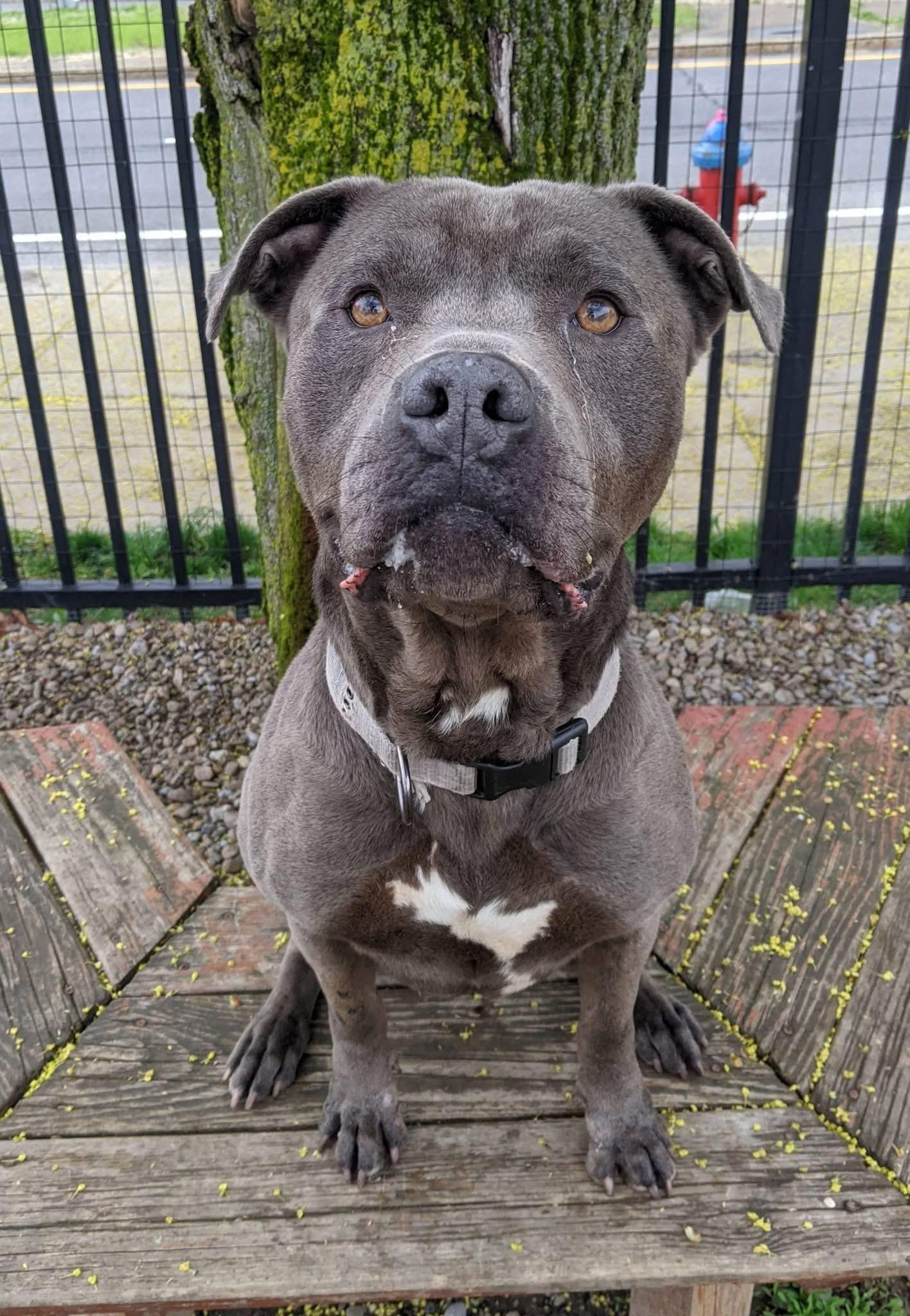 Enlarge Zeus , a ADOPTABLE mixed breed in Buffalo, NY image 6/6