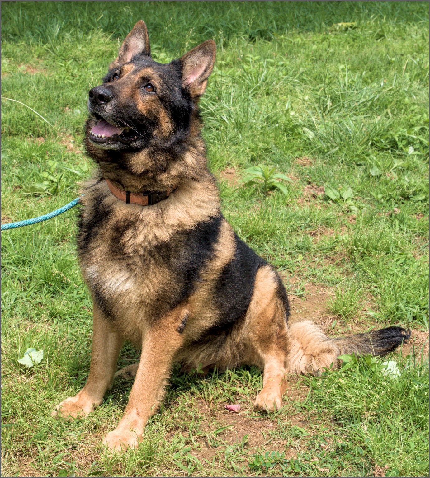 Rebel, Adopted, Senior Male German Shepherd Dog.