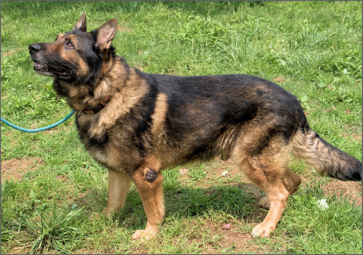 Rebel, a Adopted German Shepherd Dog in Baltimore, MD image 2/3