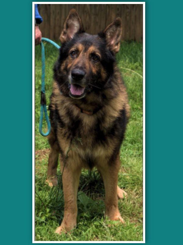 Rebel, a Adopted German Shepherd Dog in Baltimore, MD image 3/3