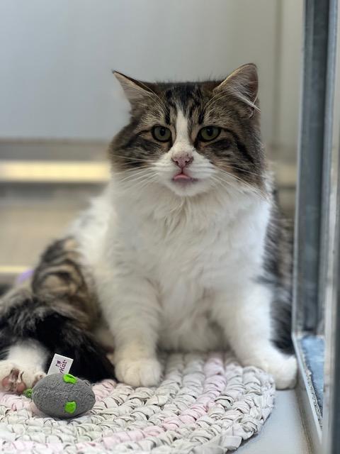 60044416, ADOPTABLE, Adult Female Domestic Short Hair.