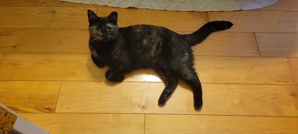 Natasha, Adoptable, Young Female Domestic Short Hair.