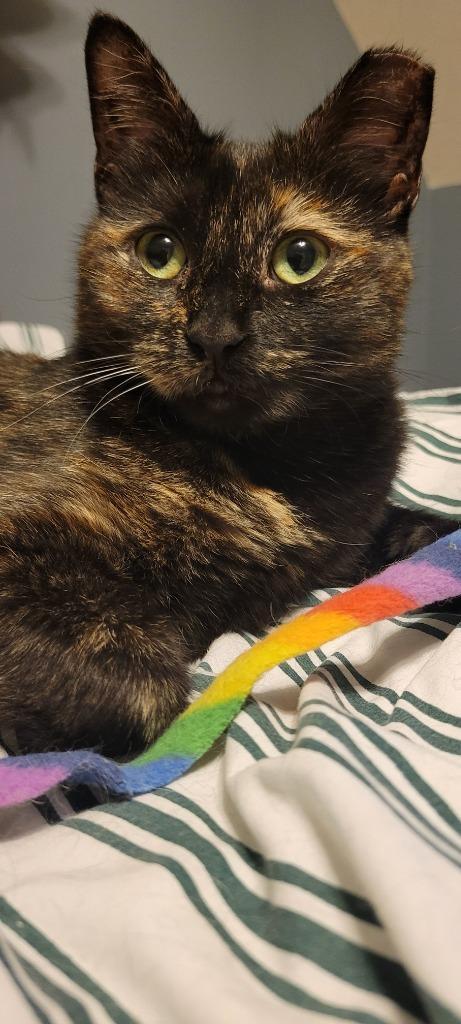 Natasha, Adoptable, Young Female Domestic Short Hair.