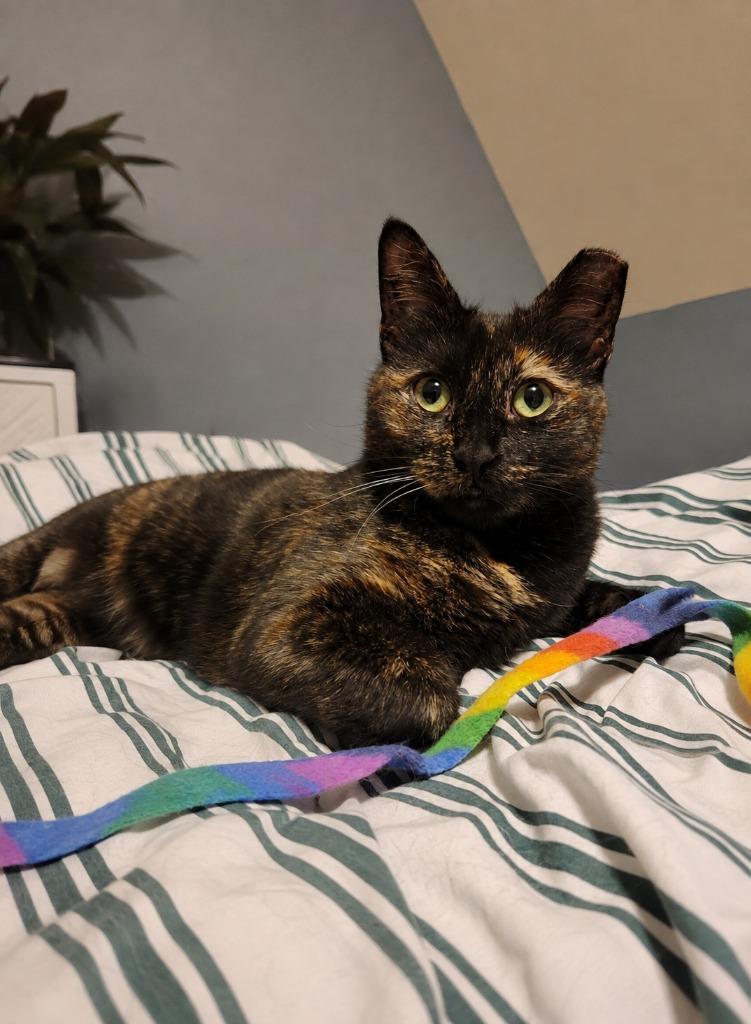 Natasha, a Adoptable mixed breed in Pawtucket, RI image 2/6